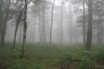 foggy forest - 134910656