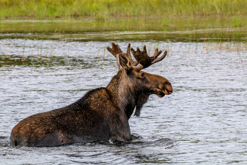 Moose Lake
