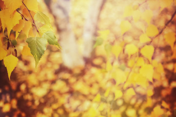 Naklejka na ściany i meble Autumn leaf background