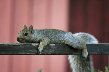 Lazy Squirrel