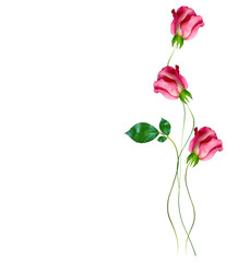 flower buds of roses isolated on white background
