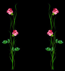 flower buds of roses isolated on black background