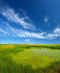 ponds and reed,landscape