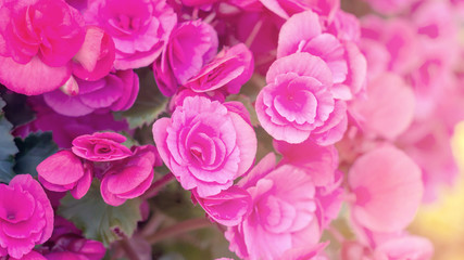 beautiful pink begonias in the garden, pastel color.