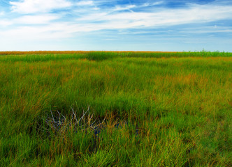 field of grass 