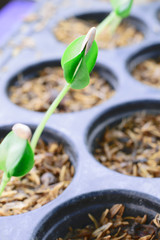 New Life Plant Sapling