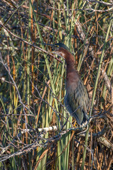 Heron Green Heron
