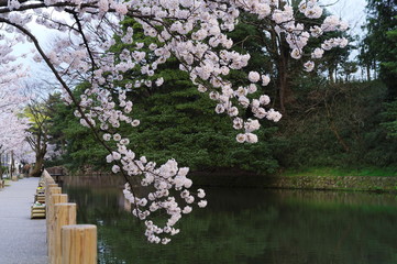 桜と池