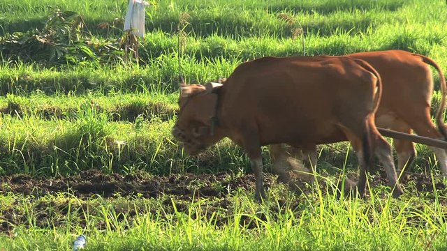 Farmer working on grass-land, rice field in Bali indonesia