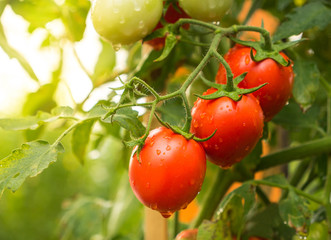 Tomato crop with water drop and sunlight