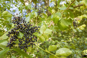 Black Elder (Sambucus nigra), fruit, Galicia, Spain.