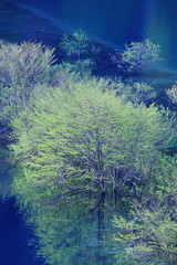 新緑の奥四万湖