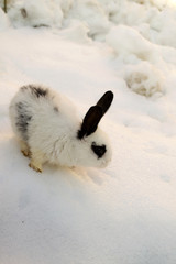 Snowshoe hare in the snow on a winter day