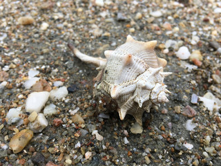 Shell on the beach