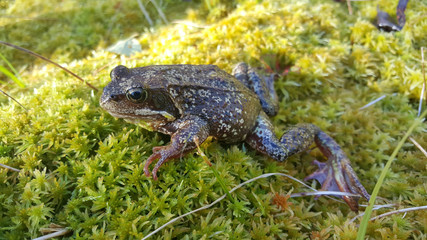 European common frog