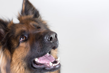 German shepherd dog looking up closeup portrait