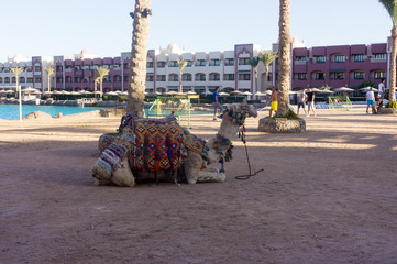A camel waiting for tourists in hotel of Egypt