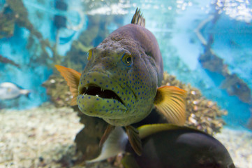 Aquarium in Egypt Hurghada.  Scary fish