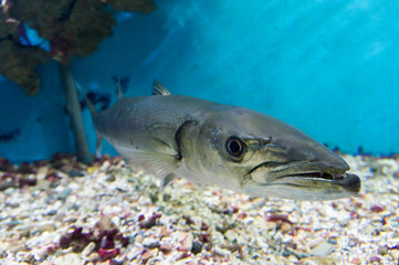 Aquarium in Egypt Hurghada.  Scary fish