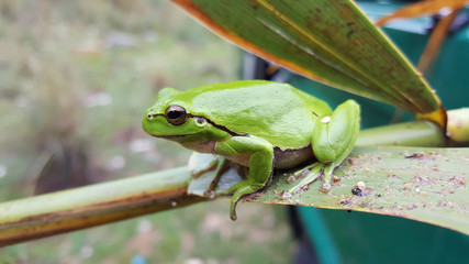 The green tree frog
