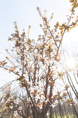 tree with white flowers