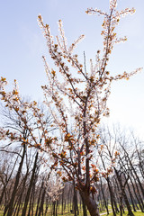 tree with white flowers