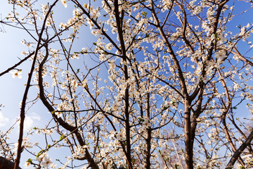 tree with white flowers