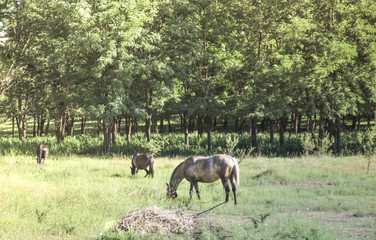Two horses grazing in field
