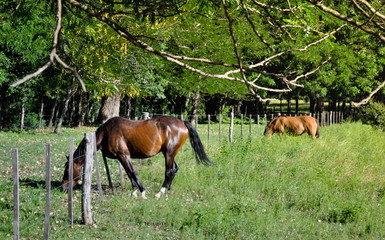Two horses grazing in field