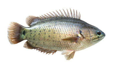 Climbing perch fish isolated on white background