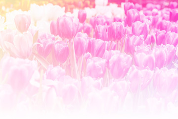 Beautiful flower light background to the Valentine's day