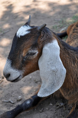 Young, small goatling peeping from behind a wooden fence in the aviary