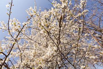  tree in bloom