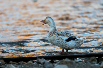 湖畔の鳥