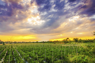 Fototapeta na wymiar Vegetable fields with sky at sunset