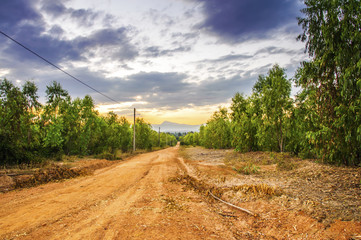 The dirt road with trees on either side