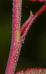 Water drops on Rose