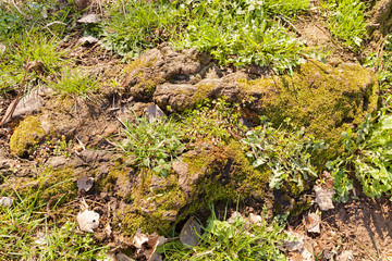 grass and moss