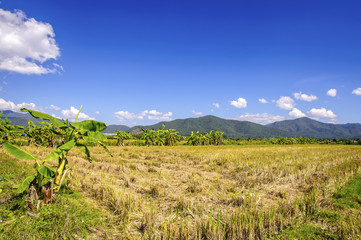 Fototapeta na wymiar Stubble of rice after harvest with mountains background