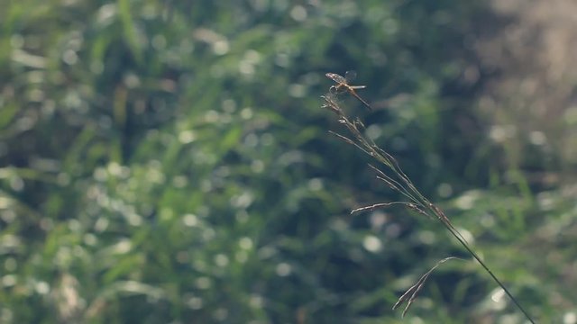 Dragonfly landing on a blade of grass in summer field 