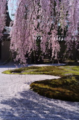 枝垂れ桜と白砂