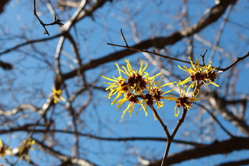 マンサク　早春