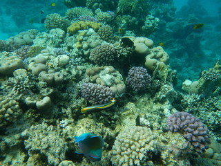 Naklejka na ściany i meble Underwater world of the Red sea