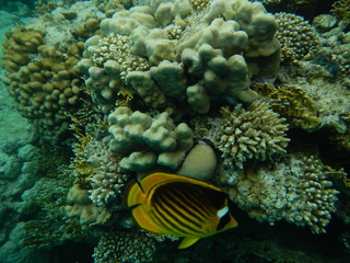 Underwater world of the Red sea