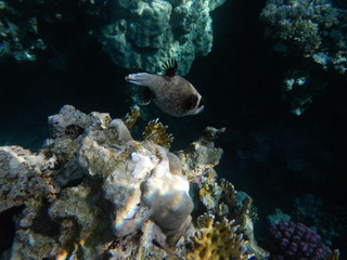 Underwater world of the Red sea