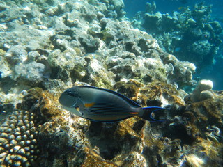 Fototapeta na wymiar Underwater world of the Red sea