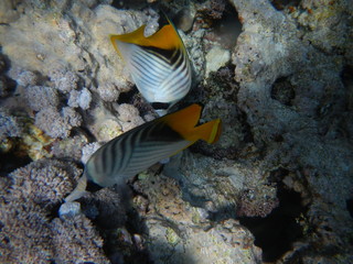Underwater world of the Red sea