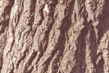 tree bark
