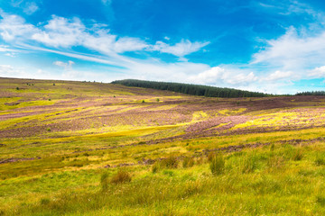 Fields of heather in Scotland