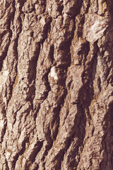 tree bark
